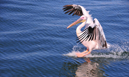 voyage_namibie_pelicans_swakopmund