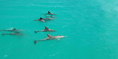 accroche-dolphin-coast