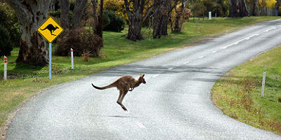 Kangourou en Australie