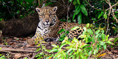 Brésil - Portrait d'un léopard dans la Pantanal