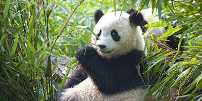 Panda Geant du Sichuan - Chine