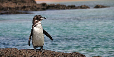 Galapagos - Portrait d'un pingouin sur un rocher