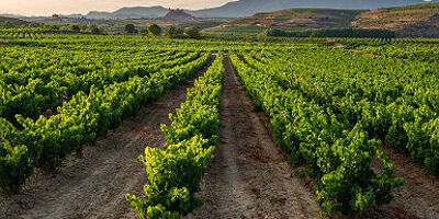 Vignes à San Vicente de la Sonsierra
