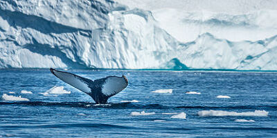 Baleine de la baie de Disko - Groenland