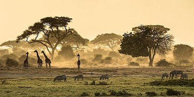 accroche-junior-safari-ranger