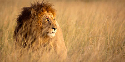 Afrique - Portrait d'un lion dans la savane au parc national de Serengeti