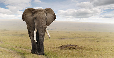 Elephant à la Réserve nationale du Masai Mara, Kenya