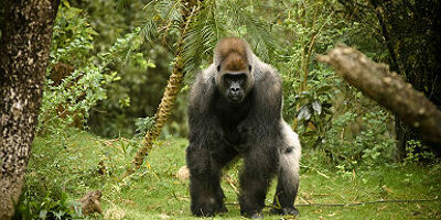 Afrique - Portrait d'un gorille dos argenté dans la jungle du Rwanda