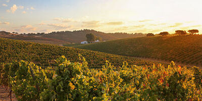 Domaine viticole des environs de Monsaraz, Portugal