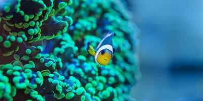 Poisson clown près d'un corail