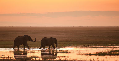 Afrique - Portrait de deux éléphants dans un lac au parc national Hwange