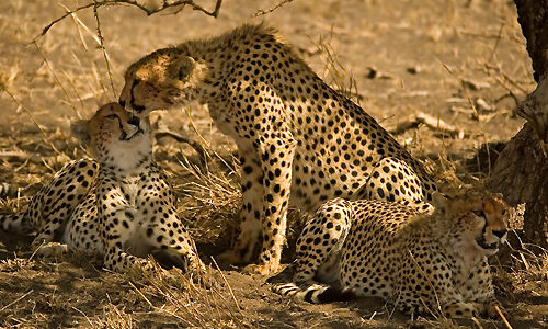 safari_afrique_4x4_reserves_animaux_namibie