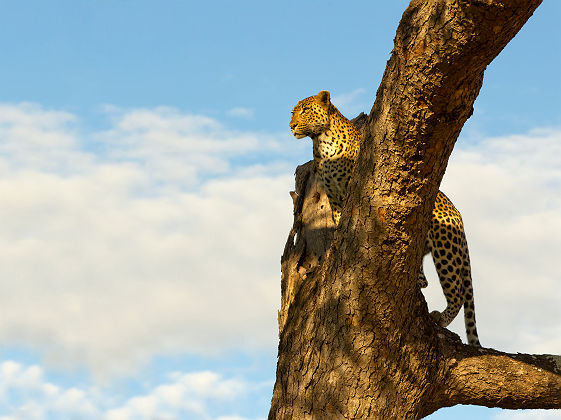 Afrique du Sud - Portrait d'une léopard dans une arbre