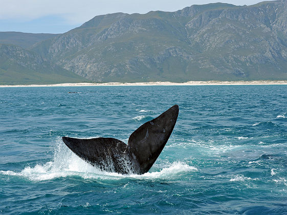 Afrique du Sud - Portrait d'une baleine franche australe qui plonge dans la mer près d'Hermanus