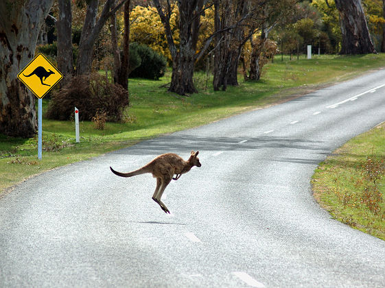 Kangourou traversant la route devant un panneau attention aux kangourous - Australie