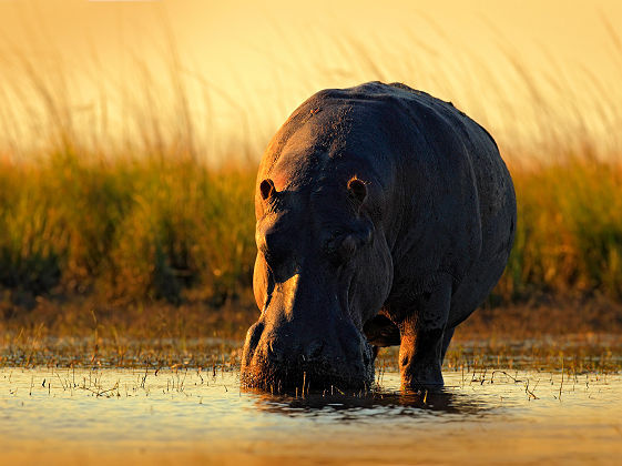 Hippopotame dans le Parc national de Chobe - Botswana
