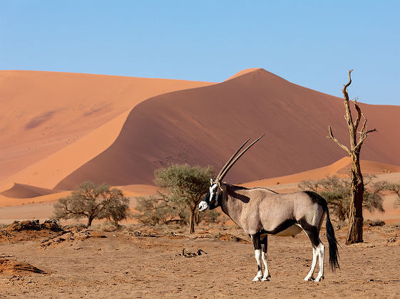 Oryx Gazelle dans les dunes - Namibie