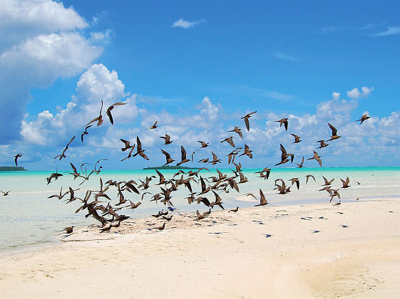 Envol d'oiseaux sur la plage - Polynésie Française