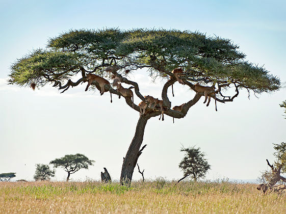 Lions dans un arbre du Parc National du Serengeti - Tanzanie
