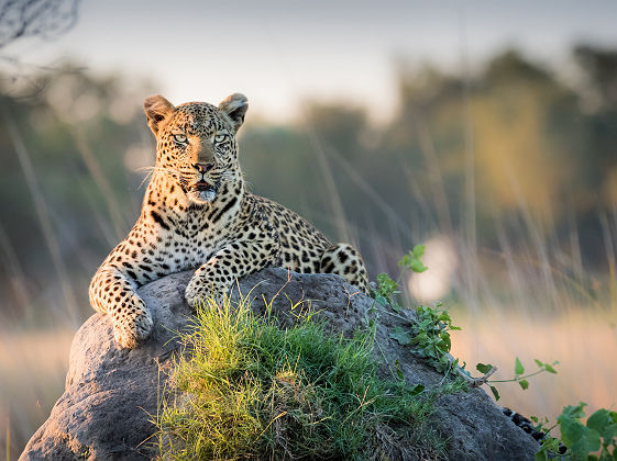Botswana - Portrait d'un léopard dans la savane