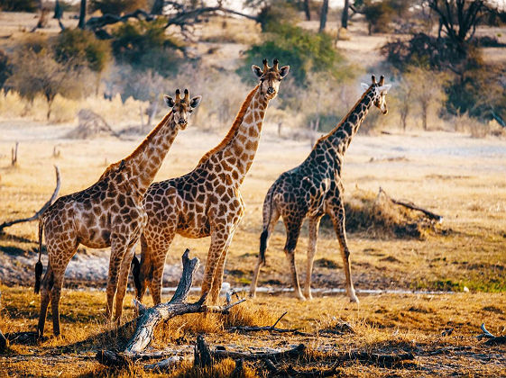 Trois girafes , parc national des Makgadikgadi Pan