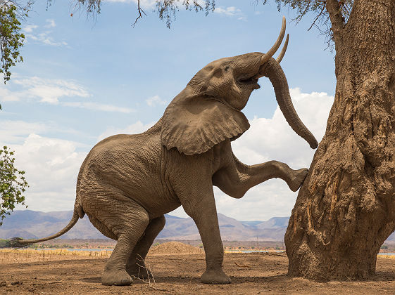 Eléphant près d'un arbre - Zimbabwe