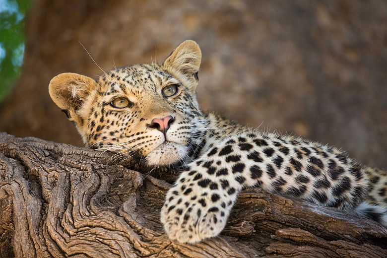 Afrique - Portrait d'un léopard posé sur une arbre