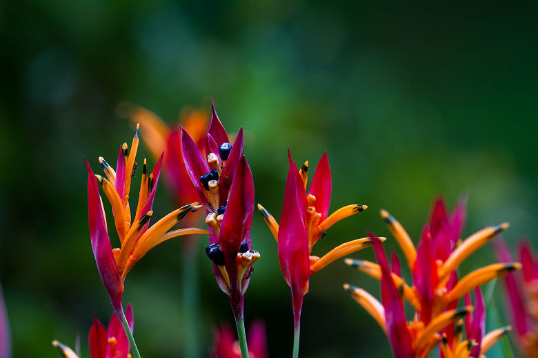Fleurs tropicales - Costa Rica