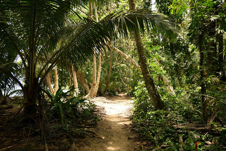Forêt du parc National de Tortuguero - Costa Rica