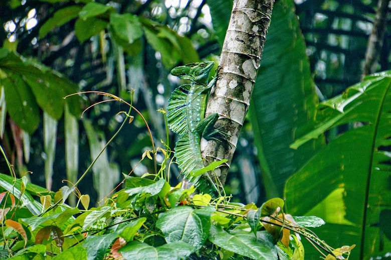 Caméléon de Tortuguero - Costa Rica