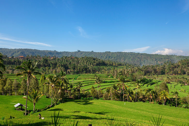 Vue sur Munduk et ses risières en terrasse - Bali, Indonésie