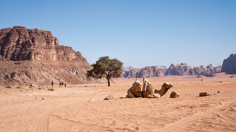Chameau à Wadi Rum - Jordanie