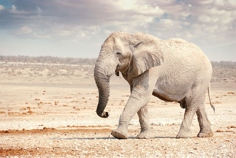 Elephant - Namibie