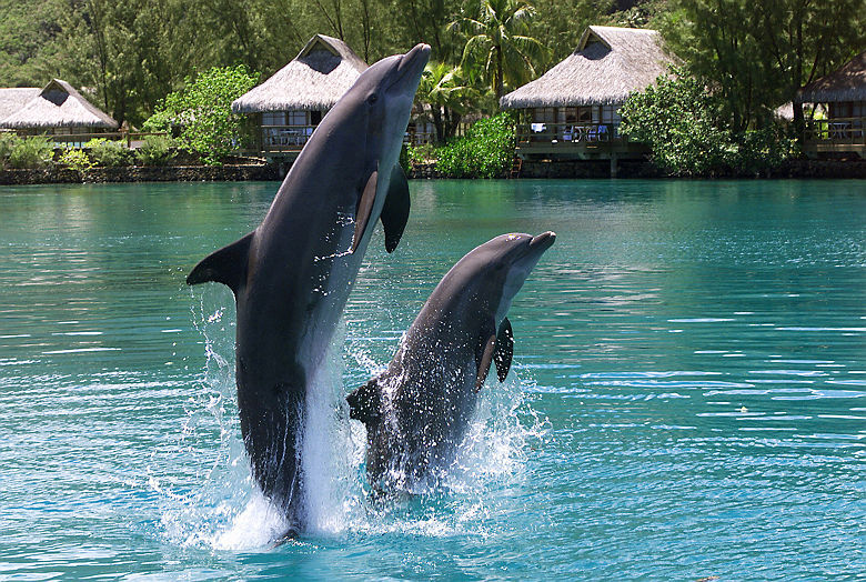 Dolphin Center à Moorea