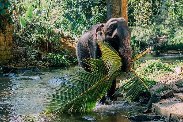 Elephants dans la région de Kandy - Sri Lanka