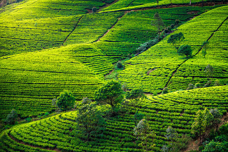 Plantation de thé dans la région de Nuwara Eliya - Sri Lanka