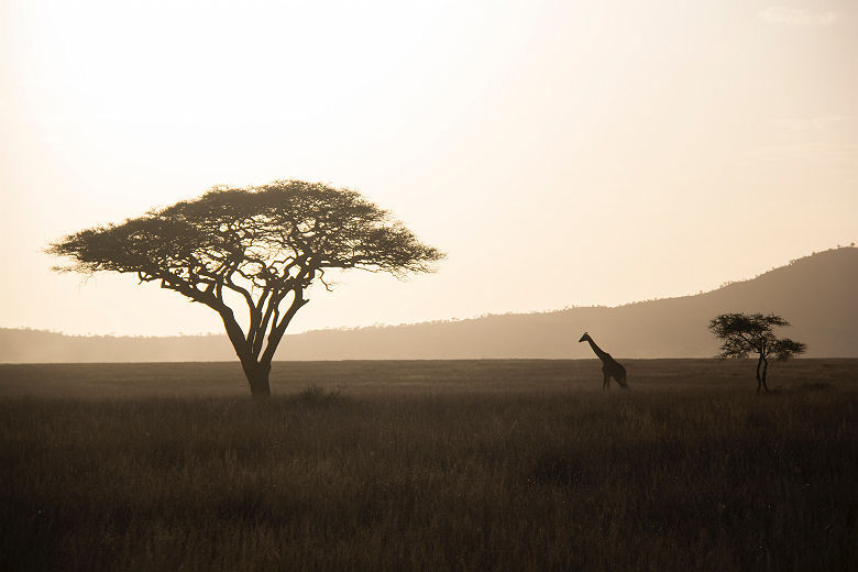 Girafe du Parc National du Serengeti - Tanzanie