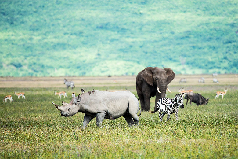 Rhinocéros, éléphant et zèbre au cratère de Ngorongoro en Tanzanie