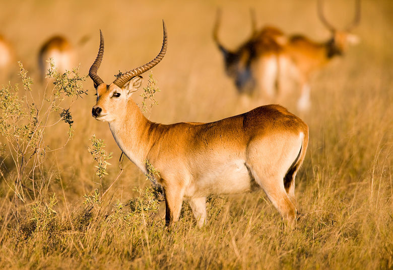 Afrique - Portrait d'un antilope dans la savane près du Delta d'Okavango